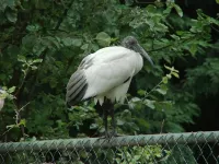 Heilige ibis [Threskiornis aethiopicus]